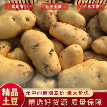 内蒙古荷兰土豆黄心234两土豆希森v7系列土豆