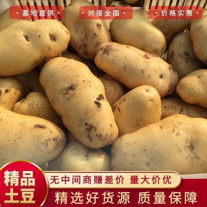 内蒙古荷兰土豆黄心234两土豆希森v7系列土豆