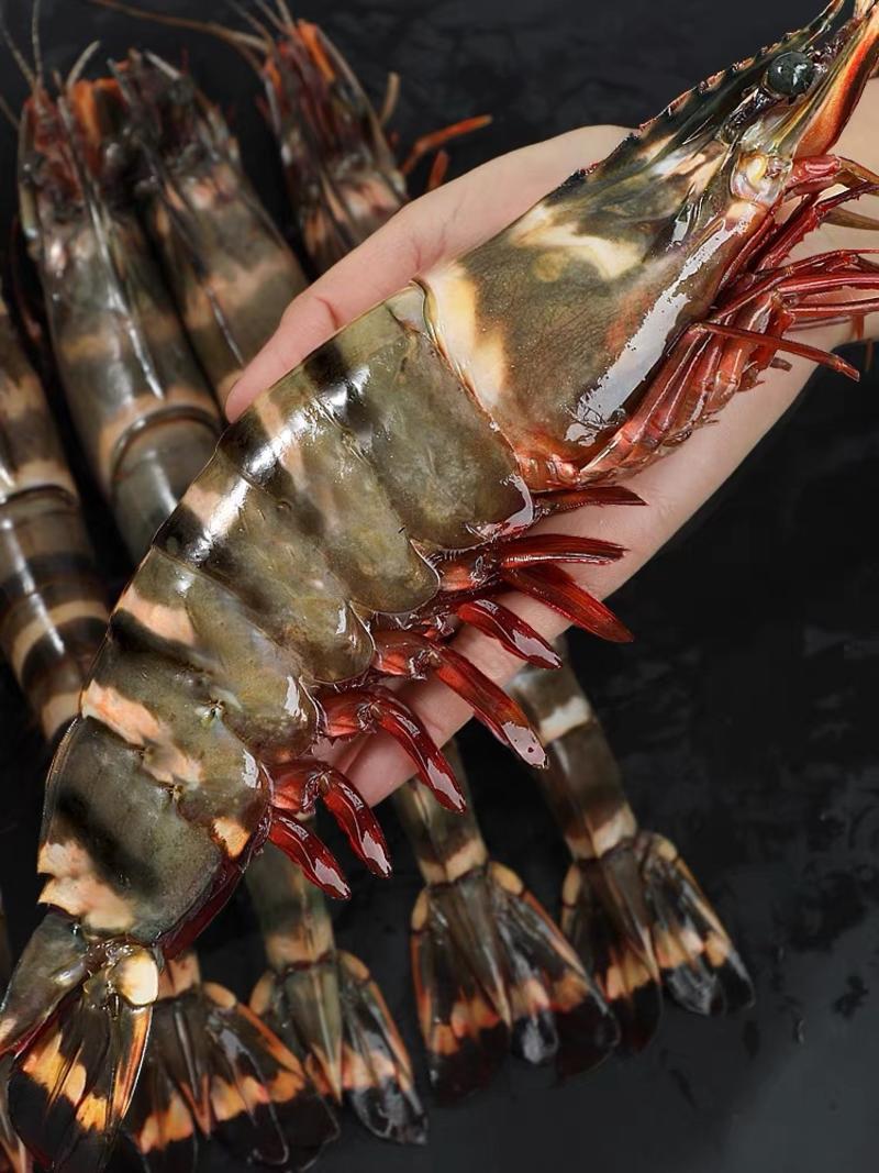 超大黑虎虾单只18-20厘米左右新鲜速冻（8只装）