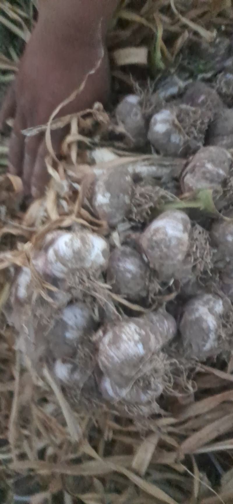 干蒜，紫皮大蒜带苗干蒜大量有货海量货源。