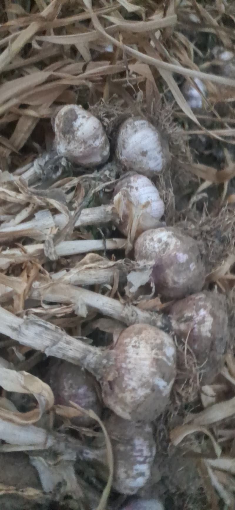 干蒜，紫皮大蒜带苗干蒜大量有货海量货源。