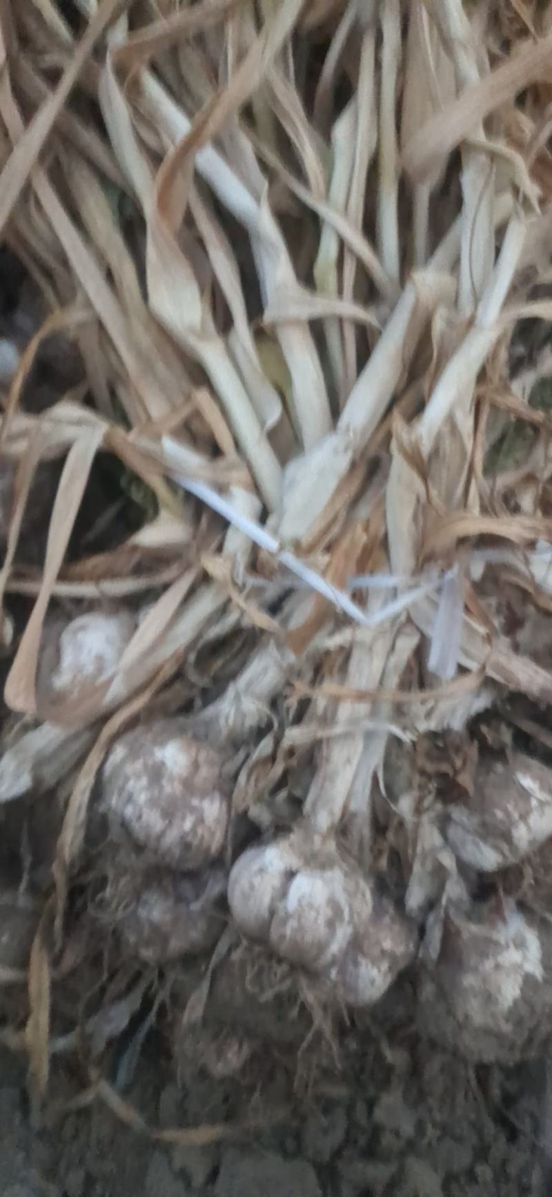 干蒜，紫皮大蒜带苗干蒜大量有货海量货源。