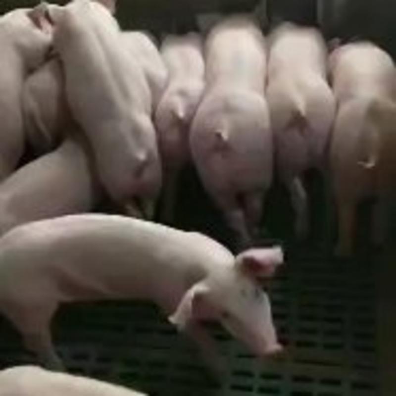 本厂常年供应仔猪、以改良繁殖为一体化的供应模式