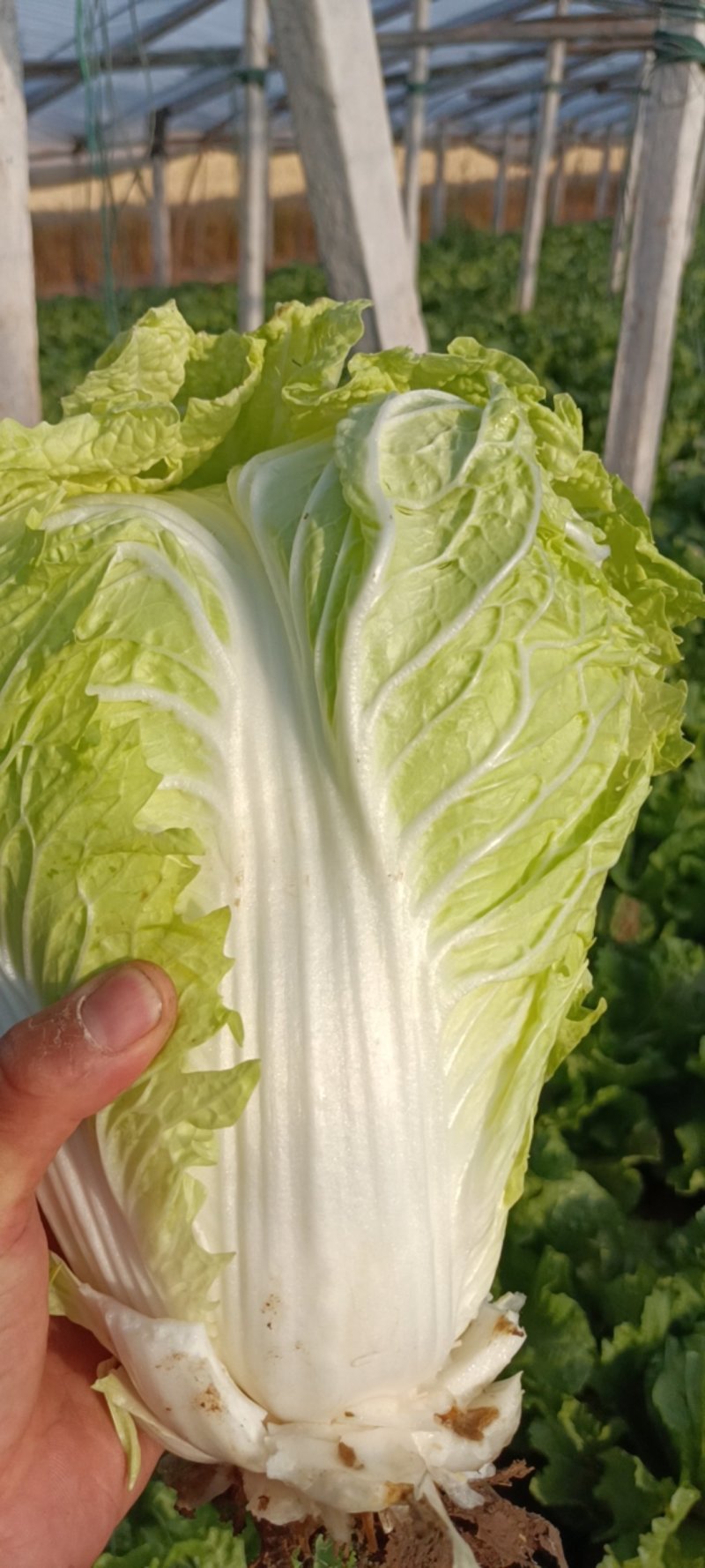 新乡小白菜整装待发