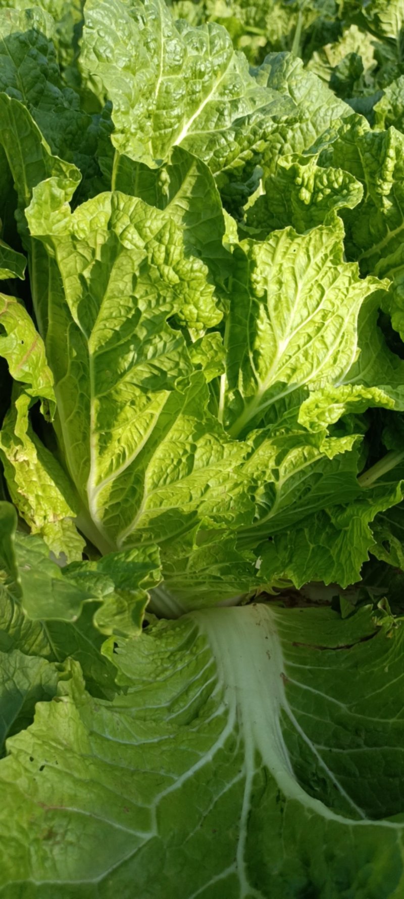 新乡小白菜整装待发