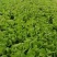 小白菜自家种植量大常年供应欢迎长期合作可视频