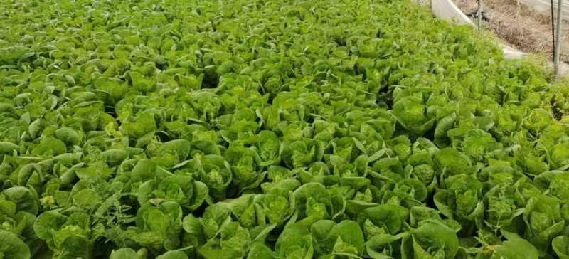 小白菜自家种植量大常年供应欢迎长期合作可视频