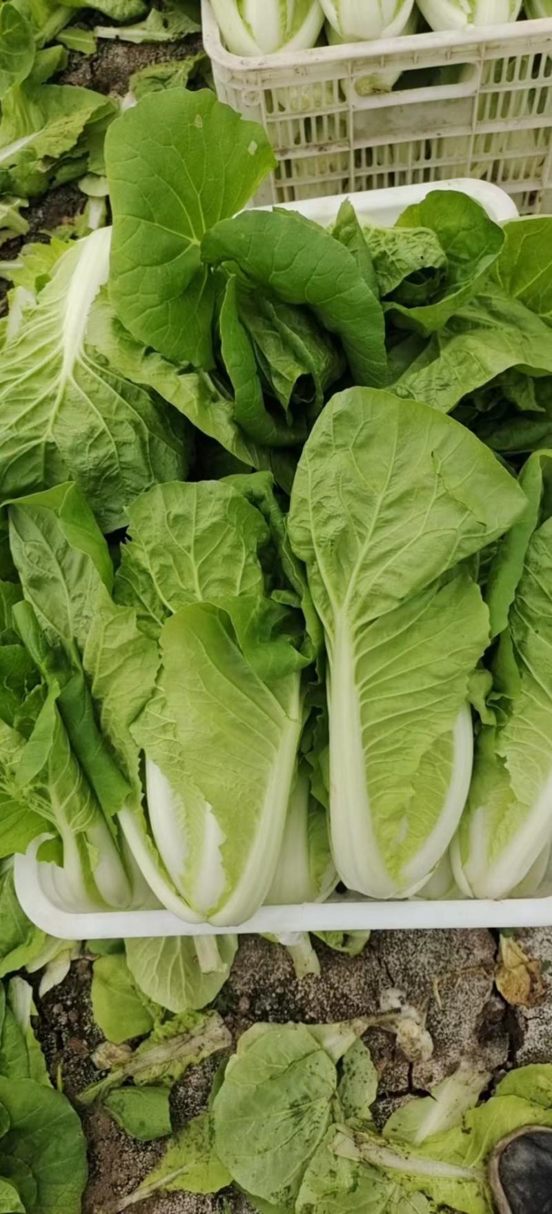 小白菜自家种植量大常年供应欢迎长期合作可视频