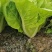 小白菜自家种植量大常年供应欢迎长期合作可视频