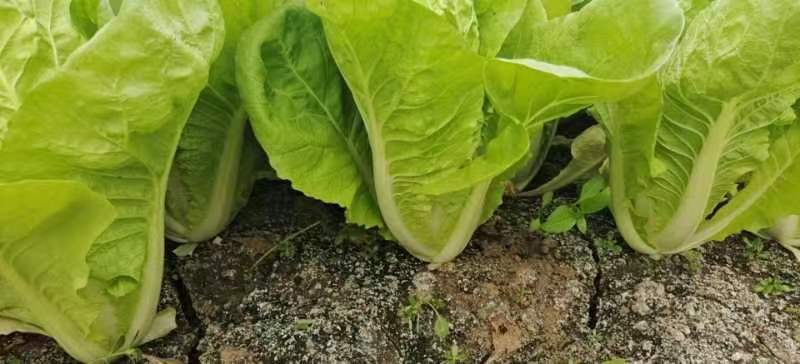 小白菜自家种植量大常年供应欢迎长期合作可视频