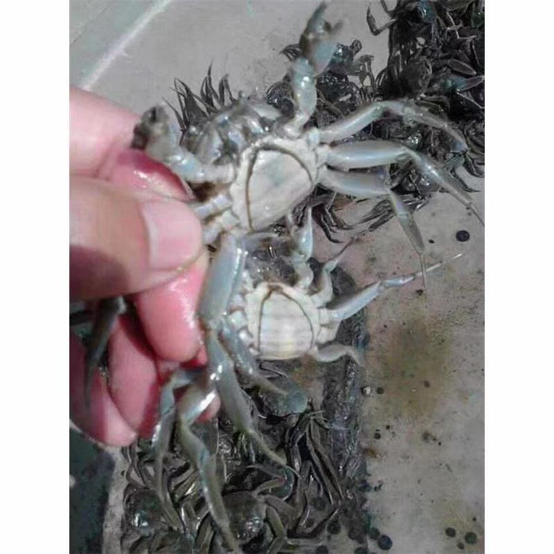优质原坑蟹苗盘锦蟹苗大闸蟹苗各种规格全母蟹苗