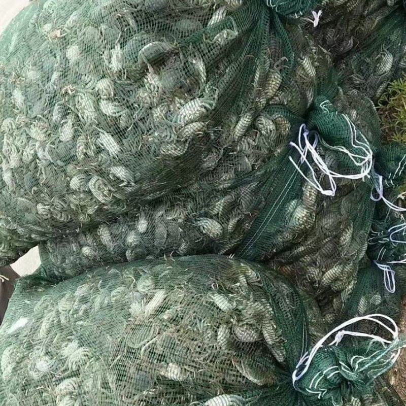 优质原坑蟹苗盘锦蟹苗大闸蟹苗各种规格全母蟹苗