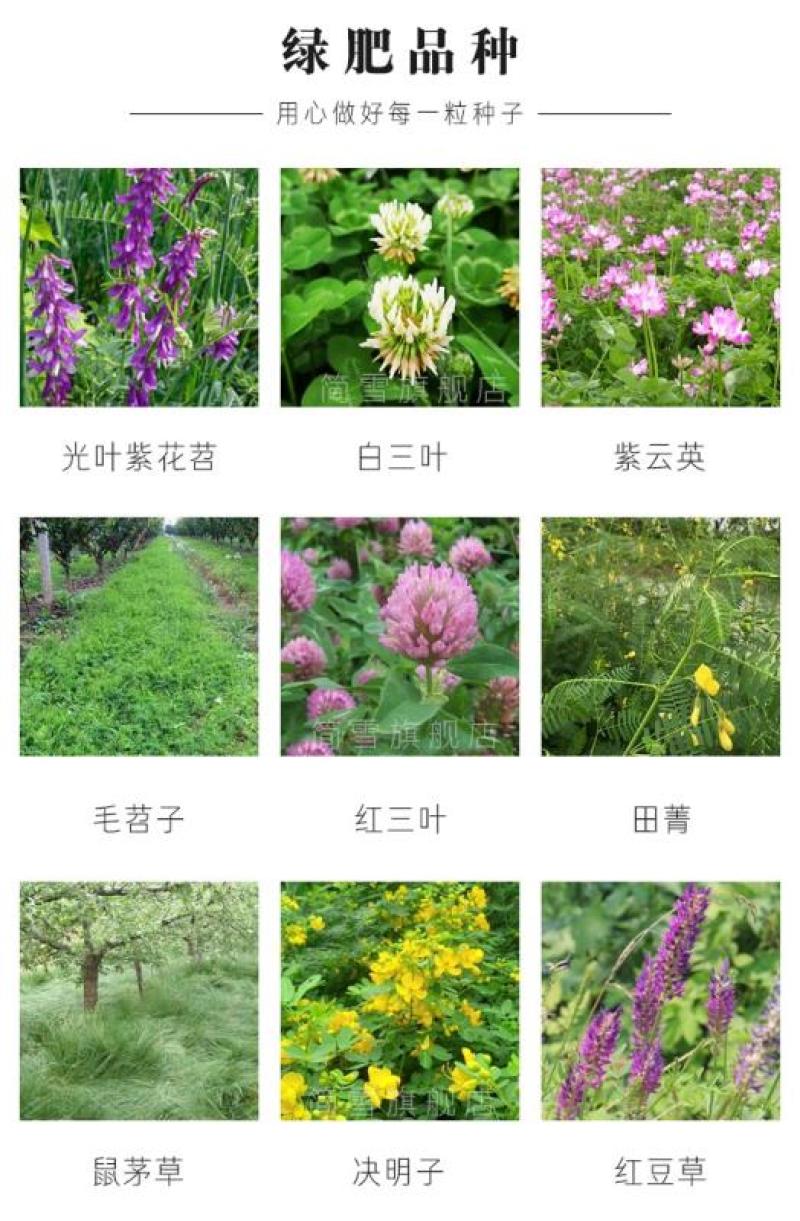 光叶紫花苕种子绿肥种子新货发货快全国发货包邮