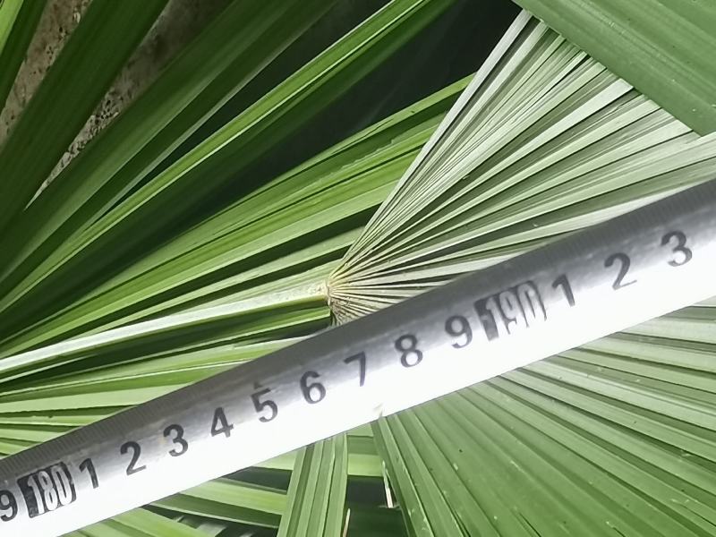 精品多年生下山桩棕竹