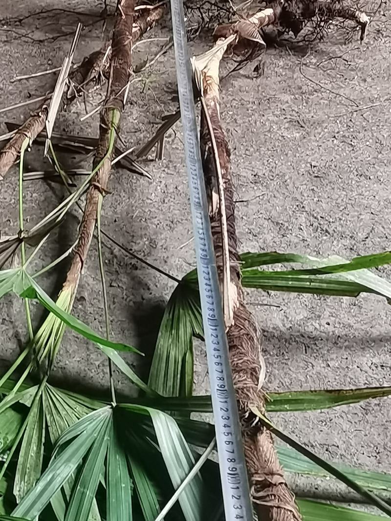 精品多年生下山桩棕竹