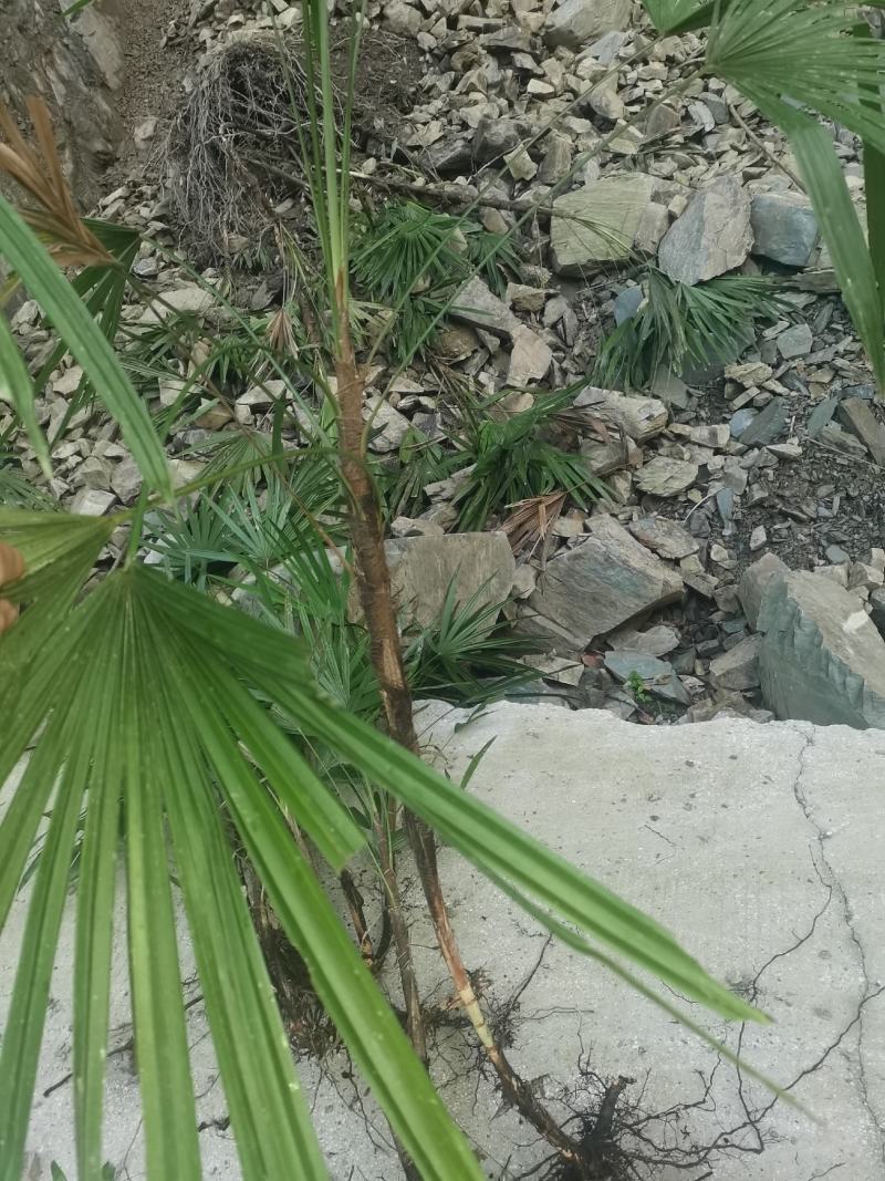 精品多年生下山桩棕竹