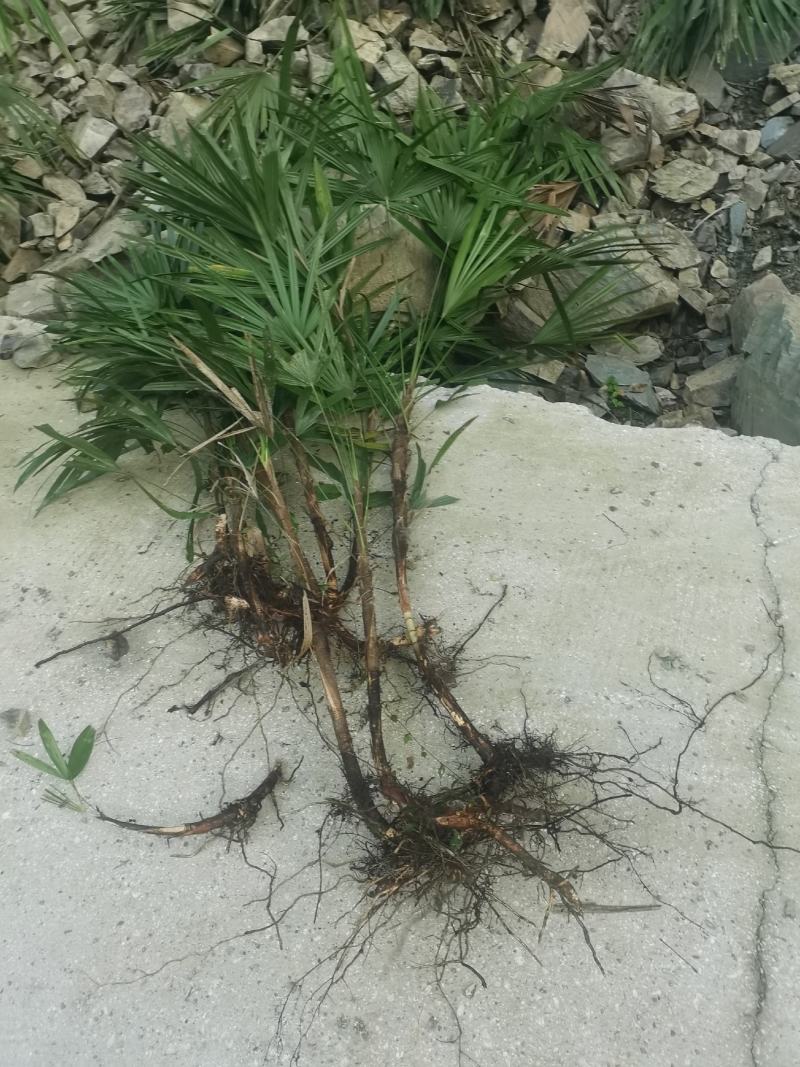 精品多年生下山桩棕竹
