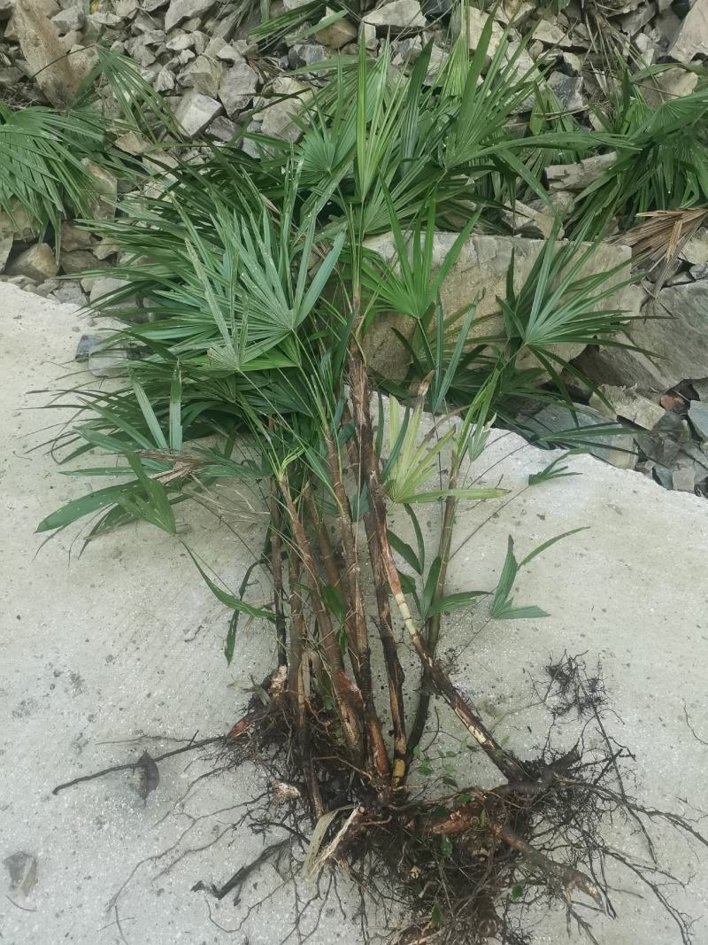 精品多年生下山桩棕竹