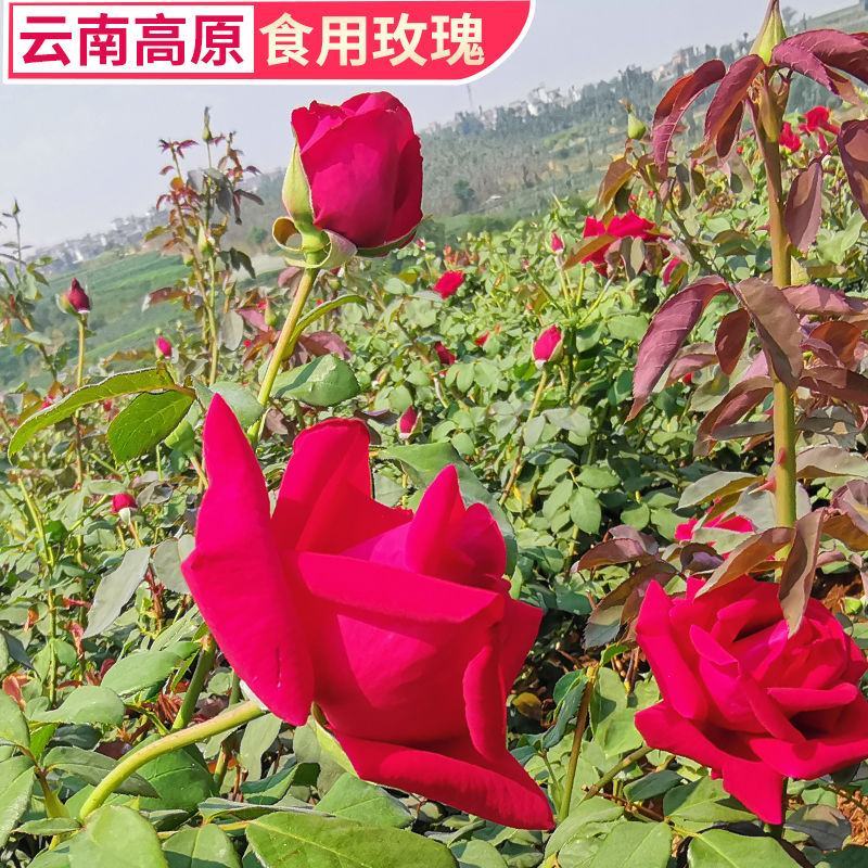 云南食用墨红玫瑰鲜花一件代发