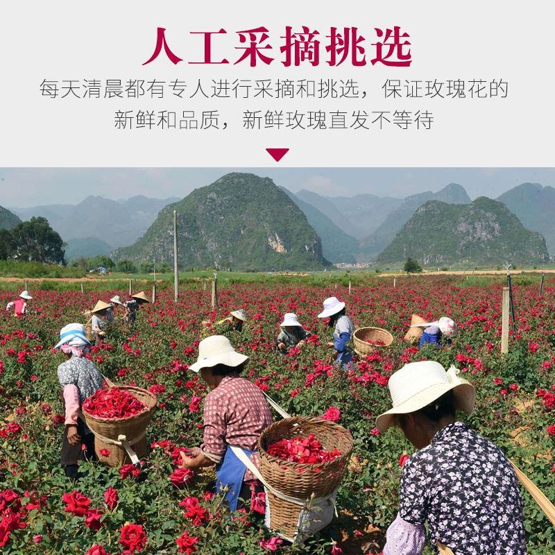 云南食用墨红玫瑰鲜花一件代发