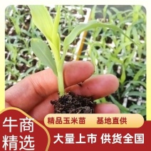 云南水果甜玉米苗，基地直发，抗病性强，成活率高，质量保证