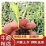 云南水果甜玉米苗，基地直发，抗病性强，成活率高，质量保证
