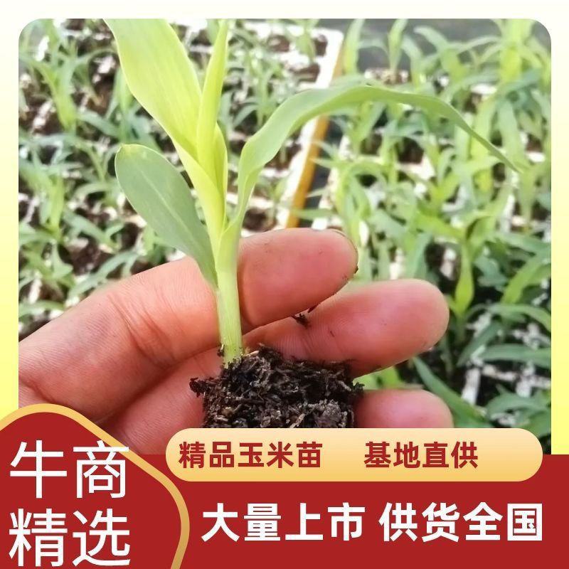 云南水果甜玉米苗，基地直发，抗病性强，成活率高，质量保证