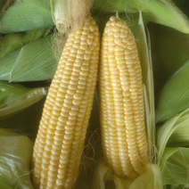 精品黄甜玉米即将大量上市，货源充足，长期供应