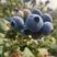 贵州蓝莓，商超，社区团购，果汁厂联系