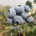 贵州蓝莓，商超，社区团购，果汁厂联系