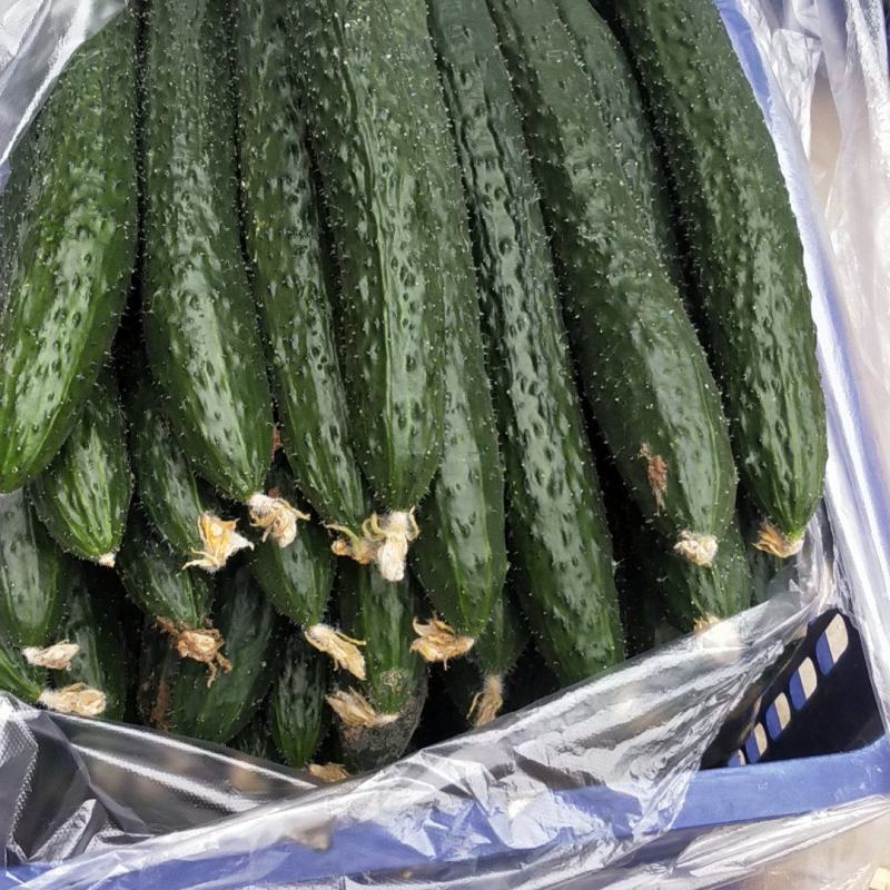 黄瓜白菜
