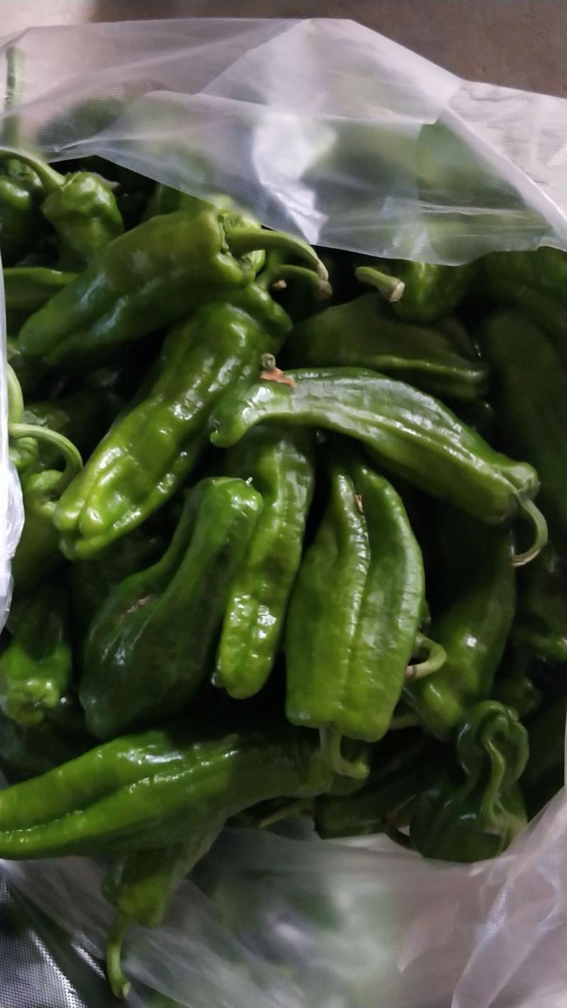 黄瓜白菜