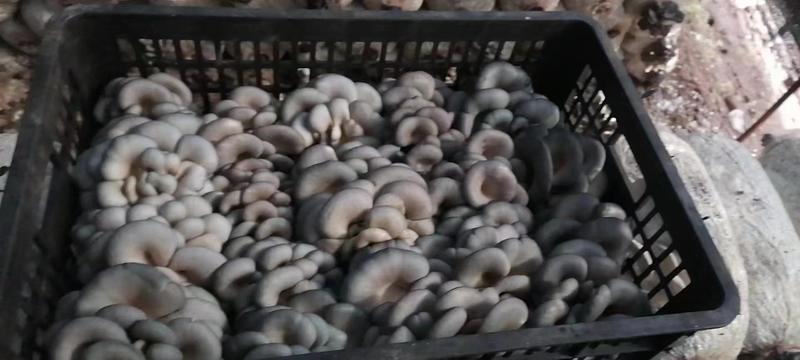 精品头茬蘑菇