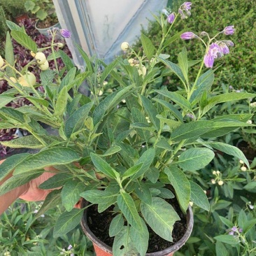 人参果苗盆栽带花带果可食用观赏果蔬香瓜茄长寿果四季
