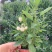 人参果苗盆栽带花带果可食用观赏果蔬香瓜茄长寿果四季
