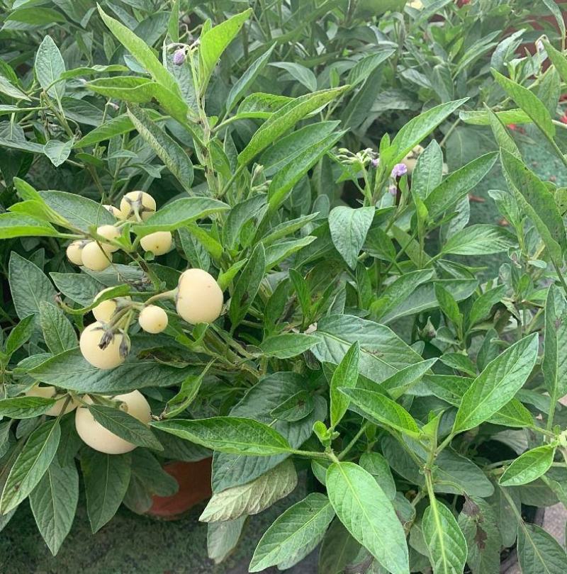 人参果苗盆栽带花带果可食用观赏果蔬香瓜茄长寿果四季