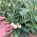 人参果苗盆栽带花带果可食用观赏果蔬香瓜茄长寿果四季