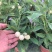 人参果苗盆栽带花带果可食用观赏果蔬香瓜茄长寿果四季