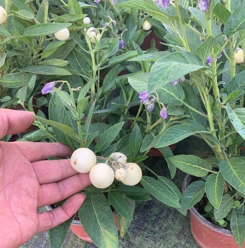 人参果苗盆栽带花带果可食用观赏果蔬香瓜茄长寿果四季