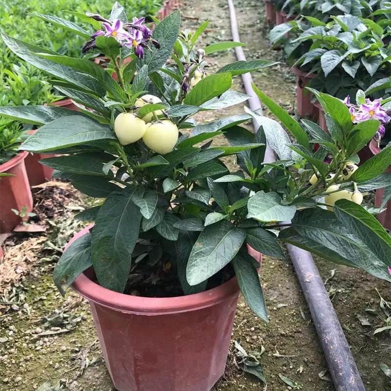 人参果苗盆栽带花带果可食用观赏果蔬香瓜茄长寿果四季