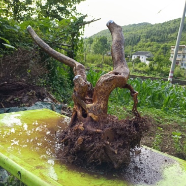 映山红，国旗红，高度60宽度80根盘粗14带土球，发快递