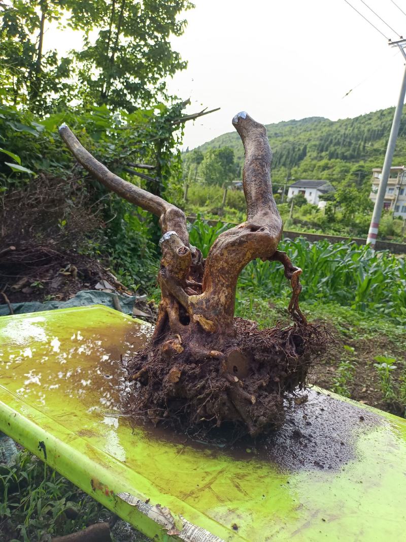 映山红，国旗红，高度60宽度80根盘粗14带土球，发快递