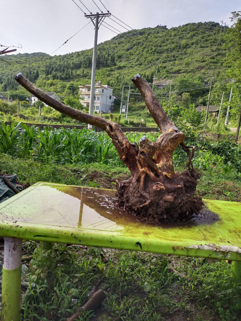 映山红，国旗红，高度60宽度80根盘粗14带土球，发快递