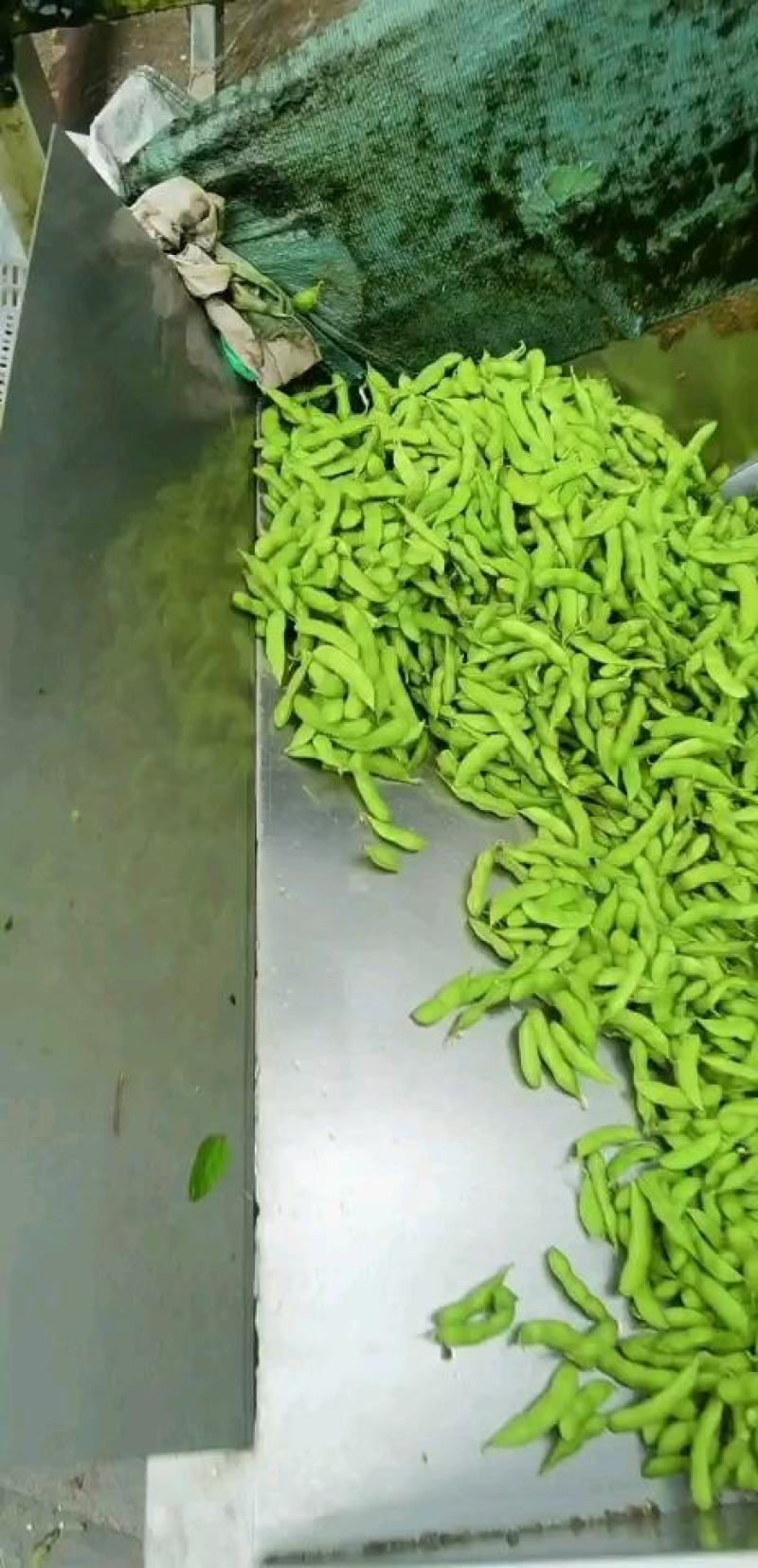 山东毛豆翠绿宝绿宝石24~30克需要的可以前来选购