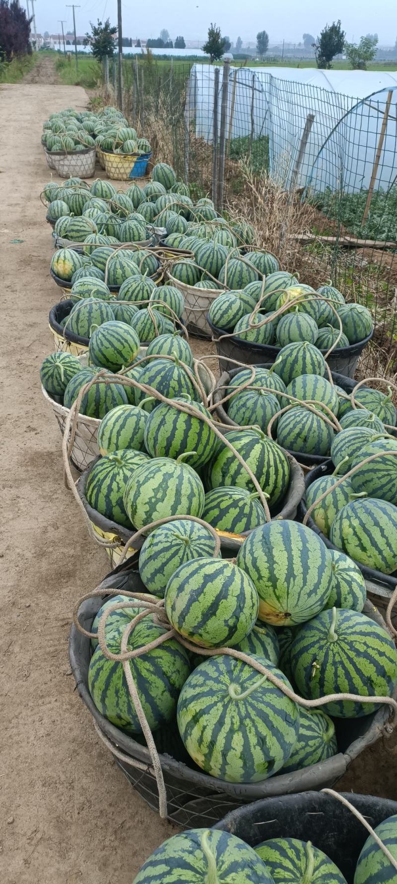 精品美都8424西瓜皮毛好看，个头大，品相好，质量有保证