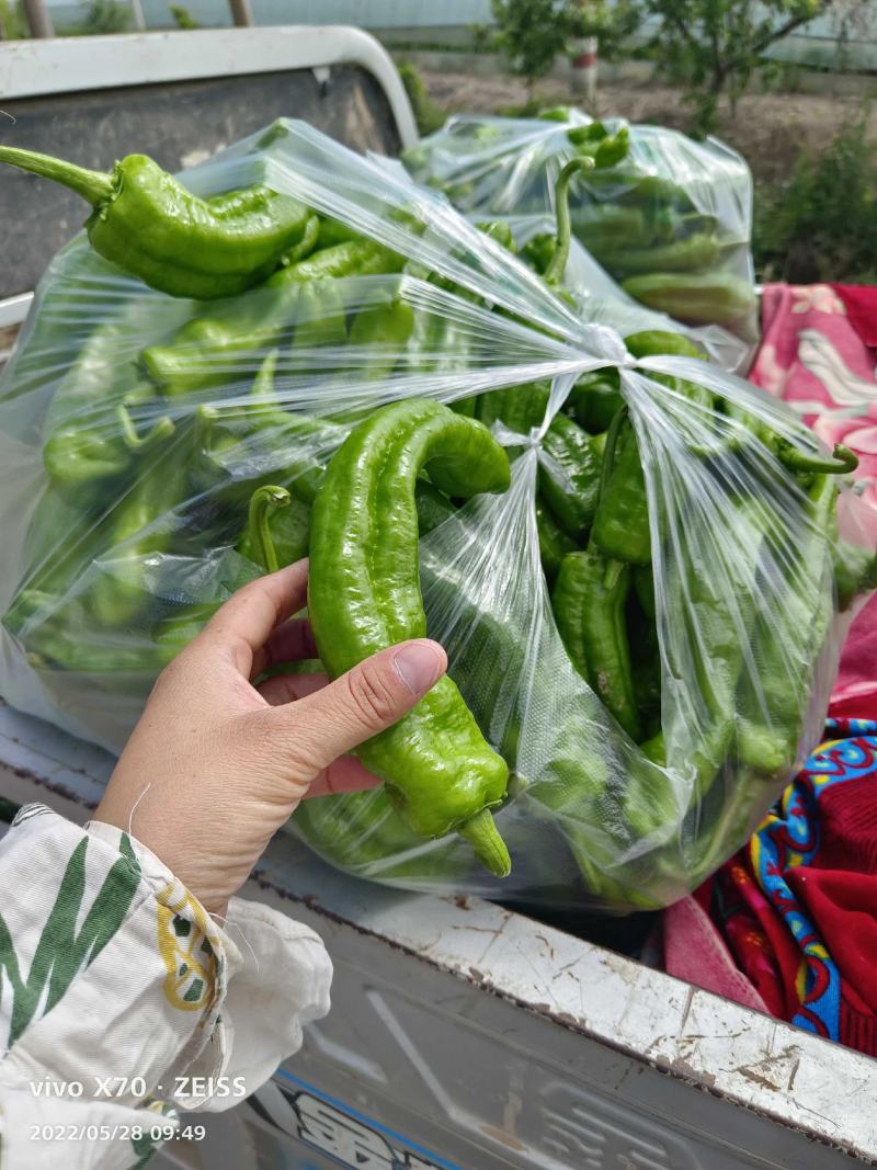 本地泡椒辣椒大量上市了，有要的联系，价格便宜。