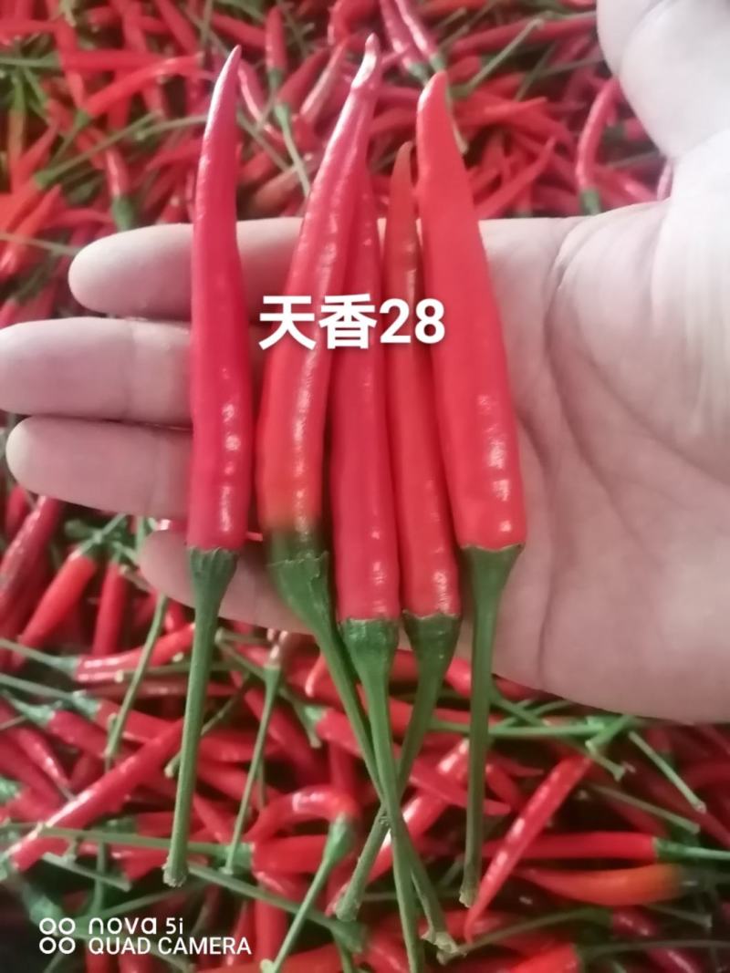 河南小米椒艳红辣椒产地直供常年供应市场货电商货