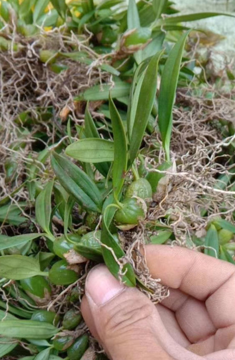 贵州双野生叶小果石橄榄