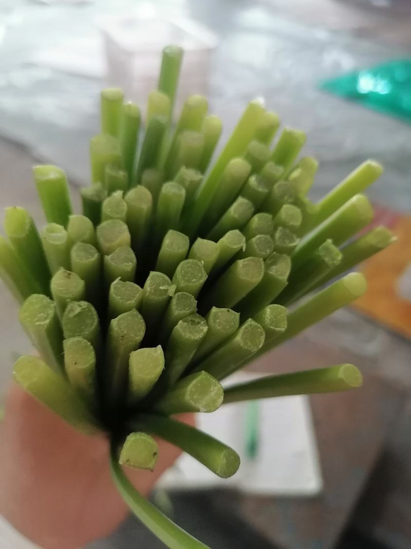 精品韭苔，现捆现发，大捆，小捆都有，欢迎致电咨询