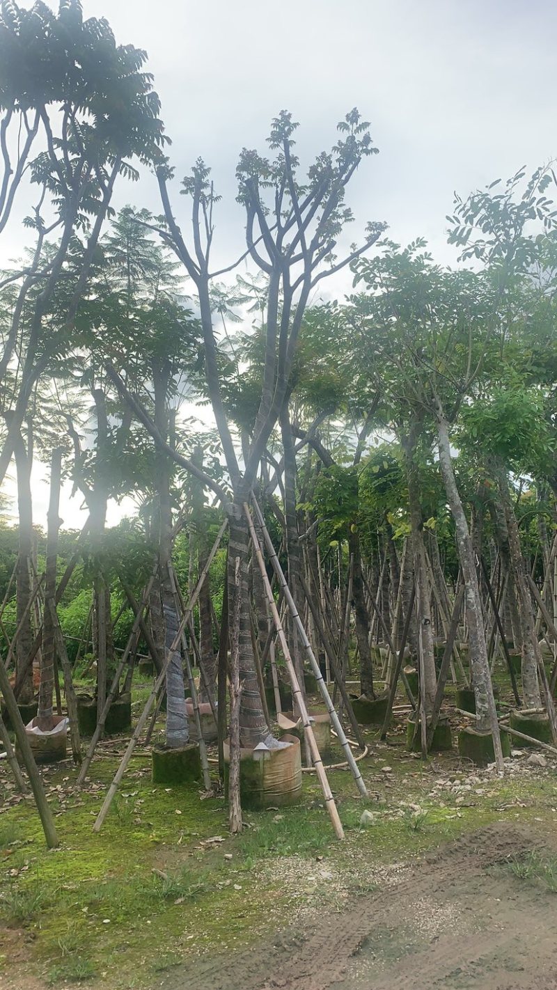 麻棟8-18大量骨架现货欢迎咨询